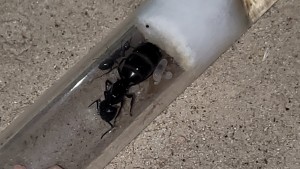 Brut wächst und gedeiht