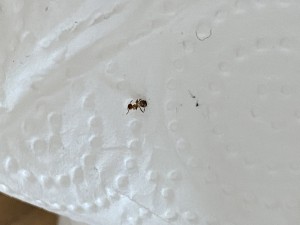 61365044-33E3-4B80-9B2B-AF4D893A4D23.jpeg