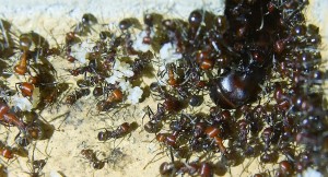 Messor cephalotes Altkönigin.jpg