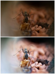 Vergleich der Bilder Vor-und Nach der Bildbearbeitung