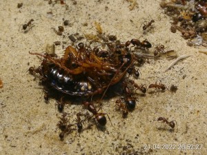 Gestern Abend gab es eine große Schabe.