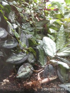 Eine Heuschrecke gab es auch.