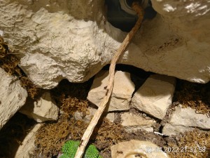 Nummer eins auf dem Rückweg