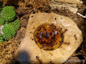 IMG_20220429_203210.jpg (3.39 MiB) 1544 mal betrachtet diese Woche wollten sie ihren Ahornsirup nicht.