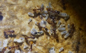 Myrmica rubra Nest_2.jpg