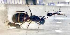 Camponotus herculeanus