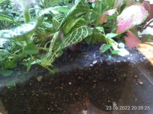 IMG_20220623_203925.jpg (2.54 MiB) 1312 mal betrachtet die rechte Ecke