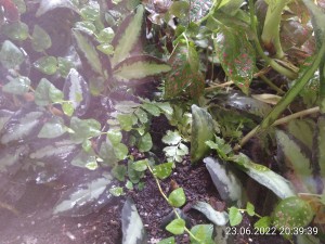 IMG_20220623_203939.jpg (2.94 MiB) 1312 mal betrachtet Hier ist er schon wieder größtenteils befreit.