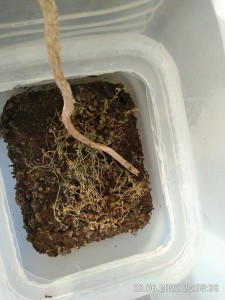 IMG_20220623_203835.jpg (2.7 MiB) 1312 mal betrachtet trocken