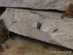IMG_20220619_032208.jpg (1.28 MiB) 1635 mal betrachtet Und dann war da mal wieder ein neugieriger Besucher.