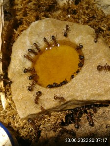 IMG_20220623_203717.jpg (2.09 MiB) 1312 mal betrachtet Apfelsaft