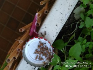 IMG_20220618_205205 (3).jpg (1.64 MiB) 1312 mal betrachtet Sie haben mal wieder ein paar Fruchtfliegen bekommen.