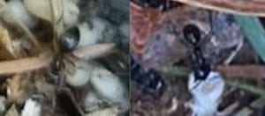 Vergleichsbild der beiden Arten