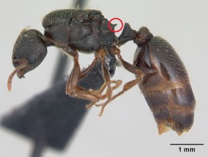 796px-Tetramorium_impurum_casent0173869_profile_1.jpg