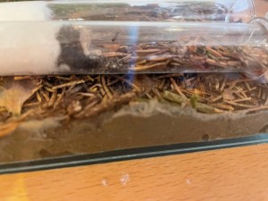 Schön zugebaut, aber nun eben nicht mehr besetzt