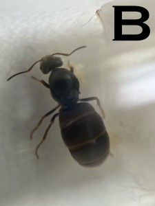 B1.jpg