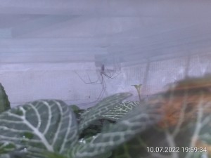 Ich zähle nur 7 Beine.