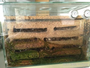 Die Brut ist größtenteils weg. Achtet auch mal auf den linken Rand.