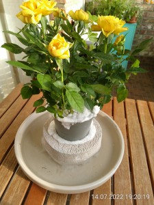 IMG_20220714_192019.jpg (2.85 MiB) 1393 mal betrachtet Rosen für die Nicos