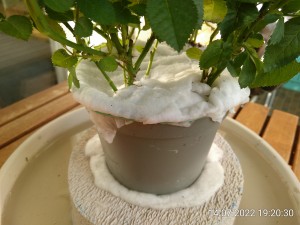 IMG_20220714_192030.jpg (2.05 MiB) 1393 mal betrachtet Wer hätte das gedacht?