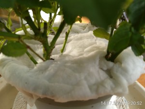 IMG_20220714_192052.jpg (1.98 MiB) 1393 mal betrachtet Das sind Schneerosen