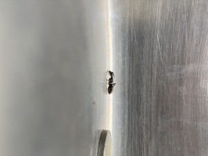 11522696-9263-4226-9D52-FDE094010AF7.jpeg