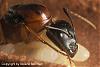 Camponotus Australien -011-(450)+C.jpg