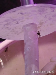 ...und an einer anderen Stelle wieder hinaus, während Nr. 2 völlig unbeeindruckt über die Talkum-Barriere läuft. Allerdings nur bis zur senkrechten Wand und nicht unter dem Schlauch.