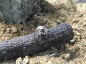 Süsses Tierchen, werde es vermissen!