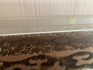 Bei diesem Nest habe ich nicht groß Einblick da es oben hinten aufm Schrank steht!