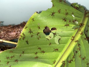 Atta cephalotes bicolor 20221030 IMG_3188_1 Bananenblatt.JPG