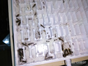 Mittags sind wieder Prinzessinnen unterwegs.