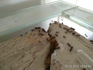 Hier kann man eigentlich alle Formen sehen: Minore, Majore und alles dazwischen sowie königlicher Nachwuchs beiderlei Geschlechts