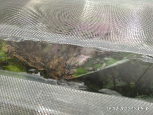 IMG_20221215_130603.jpg (3.84 MiB) 1194 mal betrachtet Das sind fast alles Männchen.