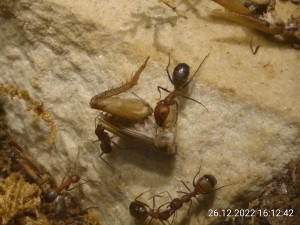 Und sie bringt die Reste vom gestrigen Essen auf den Müll.