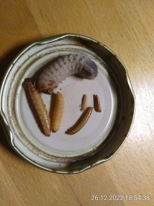 Würmer, ähh Insektenlarven