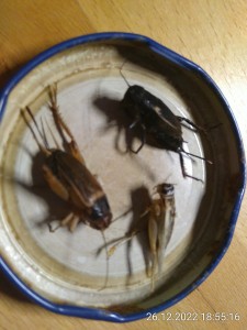 Heimchen und Grillen