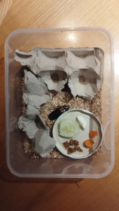 IMG_20221227_172500.jpg (3.48 MiB) 2235 mal betrachtet Quasi fertig, zu Essen gab es heute Gurke, Karotte, getrocknete Feige und Frischkäse (habe gelesen, den sollen sie mögen, Mal sehen)