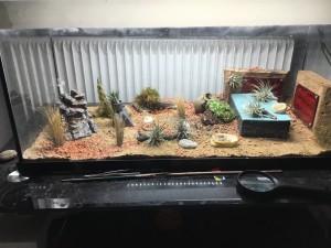 So sieht es jetzt aus, da sie die Holznester (noch) nicht angenommen haben, hab ich ihnen verschiedene andere Nistmöglichkeiten geboten, jetzt haben sie sich wieder in die Pflanze eingegraben und die Schachtel wurde untertunnelt. Sie gehen auch in Schachtel und Holznest vereinzelt rein, ich geb die Hoffnung nicht auf, dass sie noch rein ziehen…