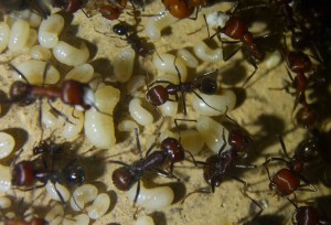 Messor cephalotes Nesteinblick _2.jpg