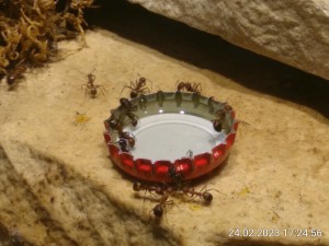 IMG_20230224_172456.jpg (1.14 MiB) 971 mal betrachtet Der Deckel war relativ schnell geleert.