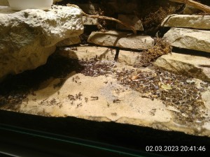 IMG_20230302_204146.jpg (3.08 MiB) 971 mal betrachtet gestern