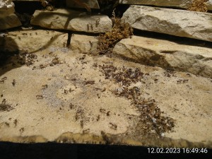 IMG_20230212_164946.jpg (3.41 MiB) 971 mal betrachtet 12.2. - ein Tag nach der letzten Müllabfuhr