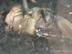 IMG_20230225_154132.jpg (1.07 MiB) 978 mal betrachtet Das sind keine Asseln.