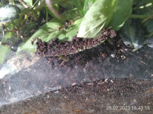 IMG_20230225_164315.jpg (3.2 MiB) 973 mal betrachtet Aber was soll das, Ladys?