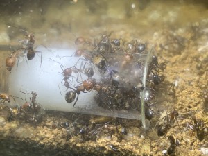 F28DF507-F5C4-4C0B-8F72-231AEBFC4F34.jpeg (2.15 MiB) 1181 mal betrachtet Ich musste durch die Arenascheibe fotografieren, deshalb ist das Foto so milchig!