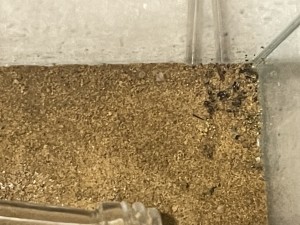 82F0DFCB-874B-4693-A8E3-DBB4A81720D5.jpeg
