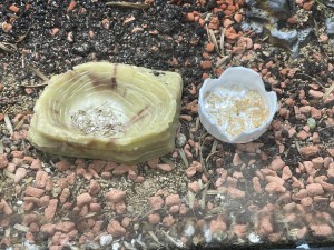 Rechts die Schale mit den getrockneten Schrimps, da liegen nur noch Chitinstücke rum. Spricht für viel Brut, auch die Fliegen und deren Brut werden heftig bejagt und Messoren tolerieren andere Insekten in ihrem Gebiet, jagen nur bei Proteinbedarf