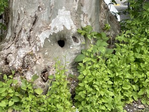 Der Stamm einer alten, riesigen Platane