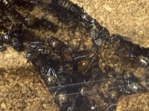 IMG_1926.jpeg (1.01 MiB) 2189 mal betrachtet Als erstens mal Madame Königin! Sie ist seit gut zwei Jahren immer in den selben 5x5 cm des Nestes!